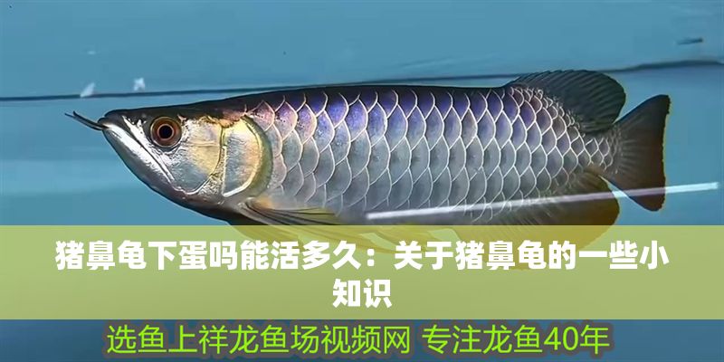 豬鼻龜下蛋嗎能活多久：關(guān)于豬鼻龜?shù)囊恍┬≈R