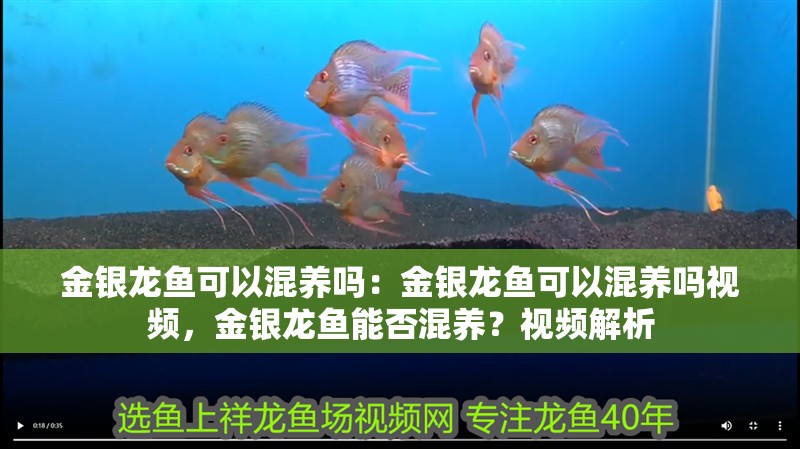 金銀龍魚可以混養(yǎng)嗎：金銀龍魚可以混養(yǎng)嗎視頻，金銀龍魚能否混養(yǎng)？視頻解析