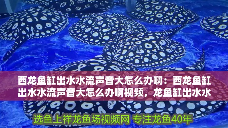 西龍魚缸出水水流聲音大怎么辦?。何鼾堲~缸出水水流聲音大怎么辦啊視頻，龍魚缸出水水流聲過大如何解決？附