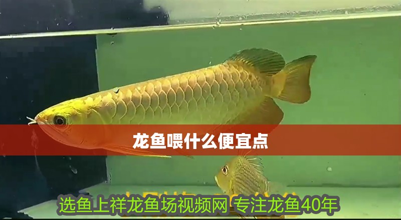 龍魚喂什么便宜點