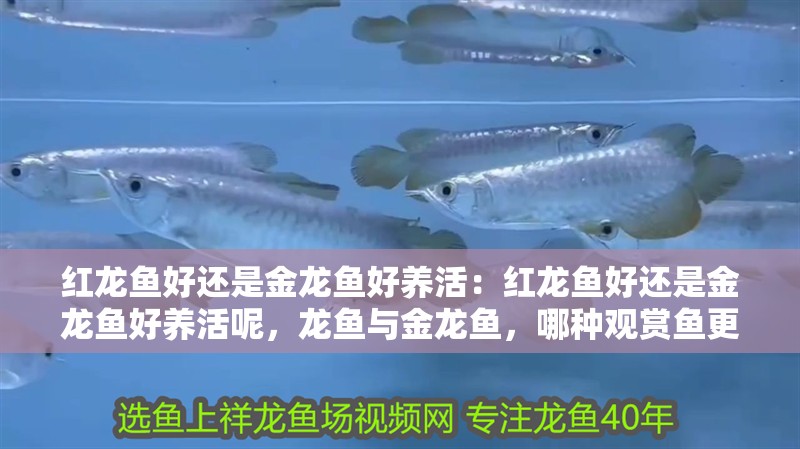 紅龍魚好還是金龍魚好養活：紅龍魚好還是金龍魚好養活呢，龍魚與金龍魚，哪種觀賞魚更易養活？ 紅龍魚好還是金龍魚好養活：紅龍魚好還是金龍魚好養活呢，龍魚與金龍魚，哪種觀賞魚更易養活？ 水族問答