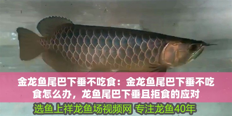 金龍魚尾巴下垂不吃食：金龍魚尾巴下垂不吃食怎么辦，龍魚尾巴下垂且拒食的應對