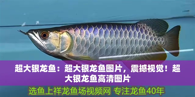 超大銀龍魚:超大銀龍魚圖片,震撼視覺!超大銀龍魚高清圖片 水族問答 超大銀龍魚:超大銀龍魚圖片,震撼視覺!超大銀龍魚高清圖片 超大銀龍魚:超大銀龍魚圖片,震撼視覺!超大銀龍魚高清圖片 水族問答