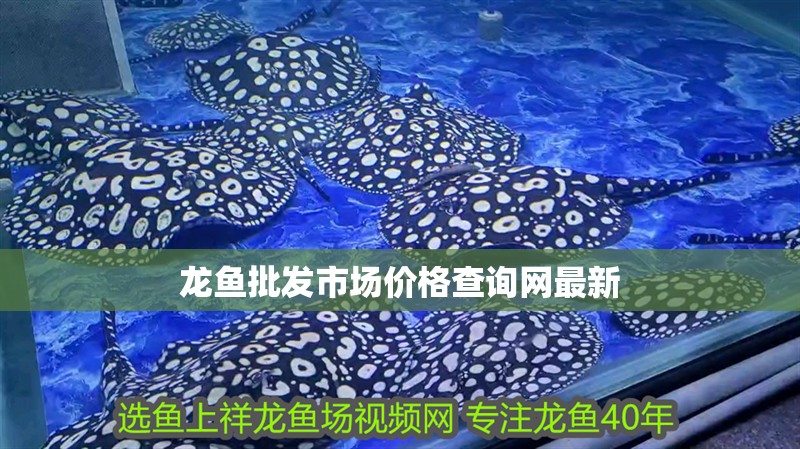 龍魚批發(fā)市場價格查詢網(wǎng)最新