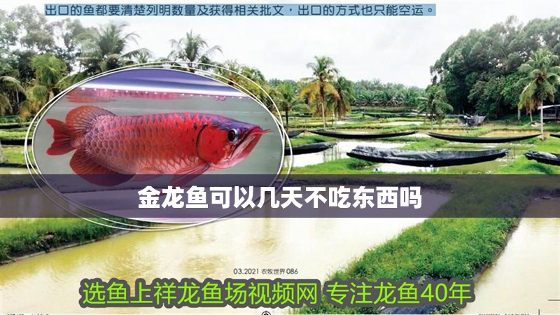 金龍魚可以幾天不吃東西嗎
