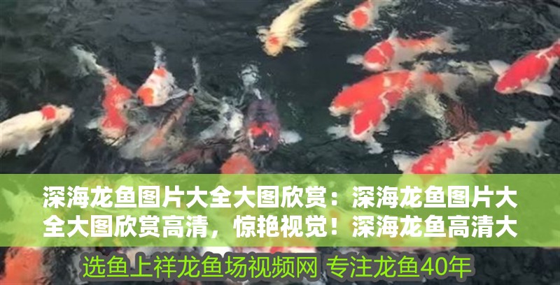 深海龍魚圖片大全大圖欣賞：深海龍魚圖片大全大圖欣賞高清，驚艷視覺！深海龍魚高清大圖 深海龍魚圖片大全大圖欣賞：深海龍魚圖片大全大圖欣賞高清，驚艷視覺！深海龍魚高清大圖 水族問答