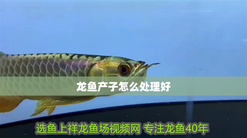 龍魚(yú)產(chǎn)子怎么處理好 龍魚(yú)產(chǎn)子怎么處理好 龍魚(yú)百科 第4張