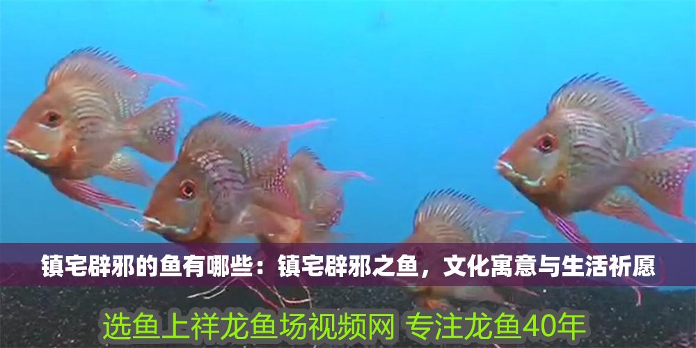 鎮宅辟邪的魚有哪些：鎮宅辟邪之魚，文化寓意與生活祈愿