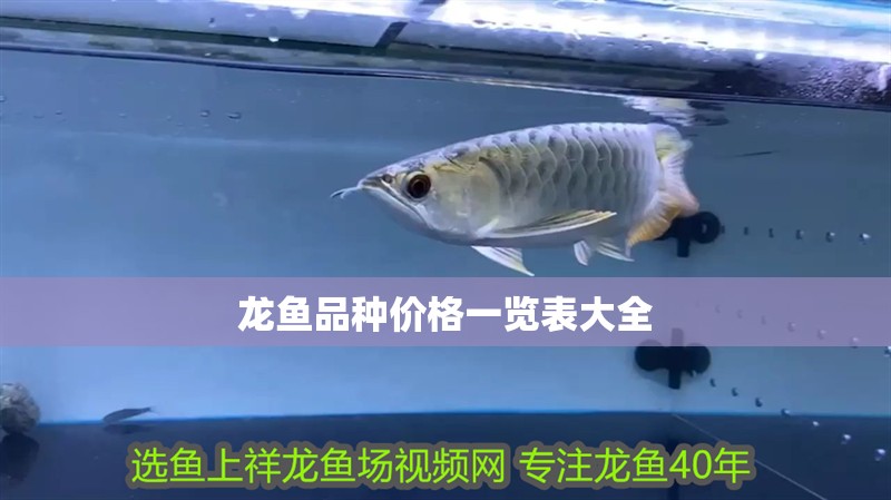 龍魚品種價(jià)格一覽表大全 龍魚百科 第2張 龍魚品種價(jià)格一覽表大全 龍魚品種價(jià)格一覽表大全 龍魚百科 第2張