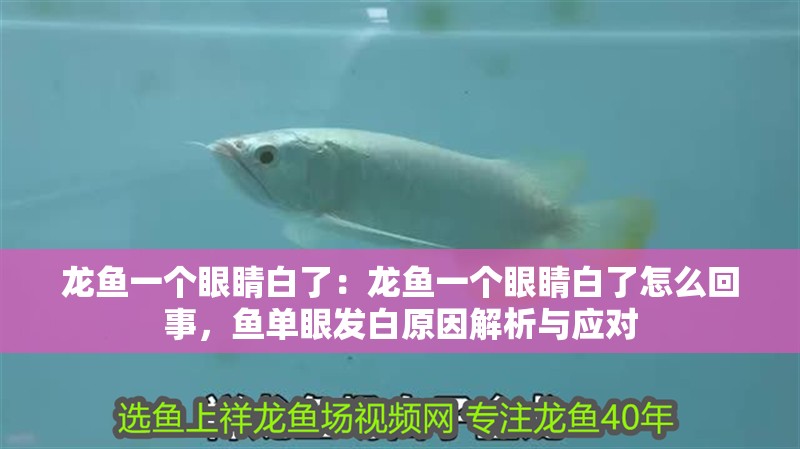 龍魚一個眼睛白了：龍魚一個眼睛白了怎么回事，魚單眼發(fā)白原因解析與應(yīng)對