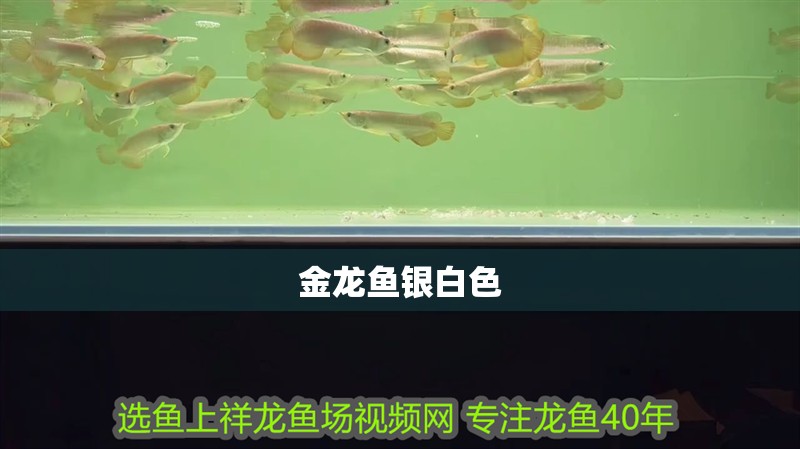 金龍魚銀白色 金龍魚銀白色 龍魚百科 第2張