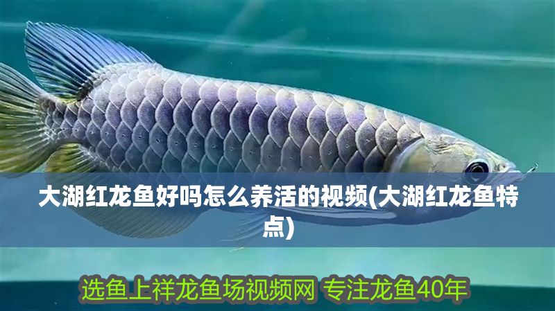 大湖紅龍魚好嗎怎么養(yǎng)活的視頻(大湖紅龍魚特點)