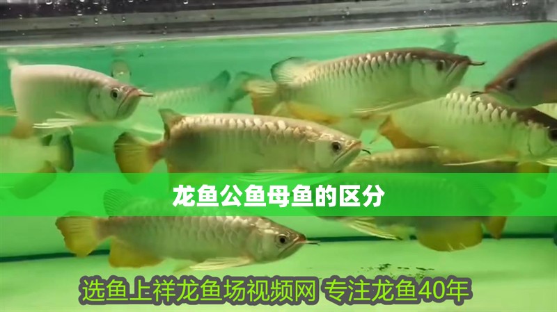 龍魚公魚母魚的區分