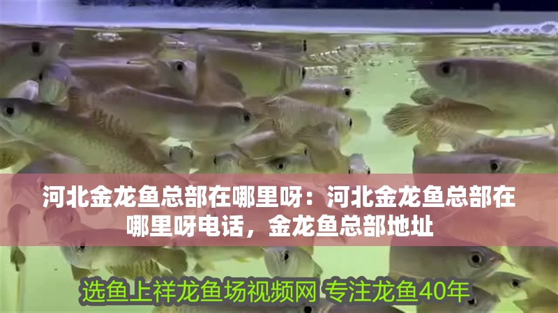 河北金龍魚(yú)總部在哪里呀：河北金龍魚(yú)總部在哪里呀電話，金龍魚(yú)總部地址