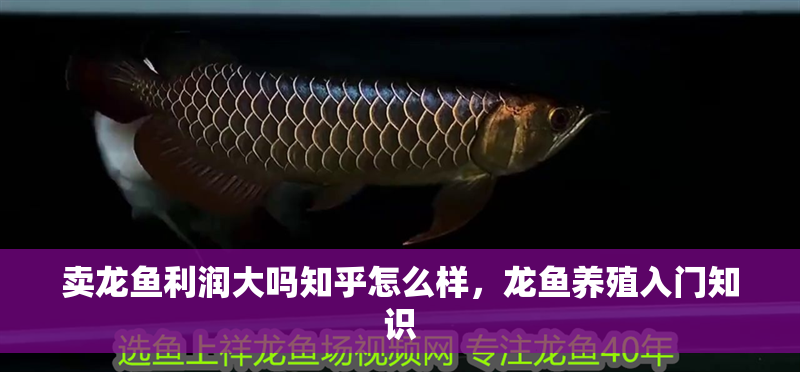 賣龍魚利潤大嗎知乎怎么樣，龍魚養殖入門知識