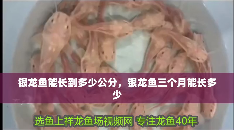 銀龍魚能長到多少公分，銀龍魚三個月能長多少