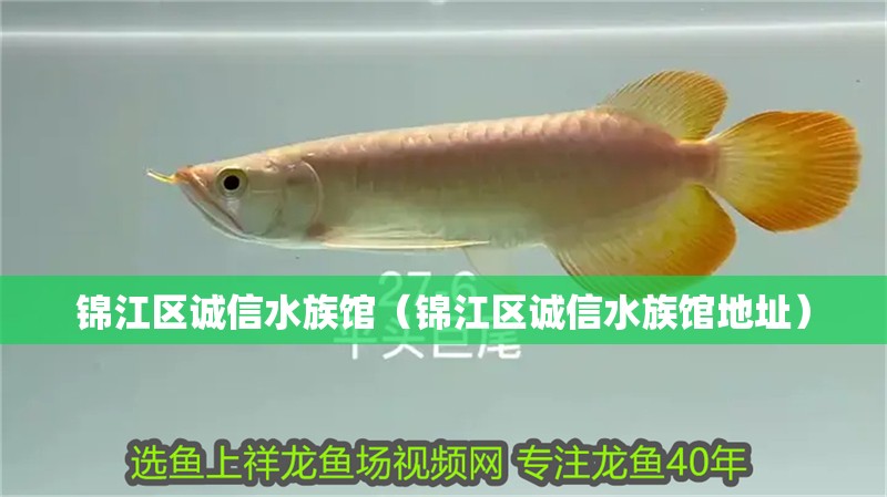 錦江區(qū)誠(chéng)信水族館（錦江區(qū)誠(chéng)信水族館地址）