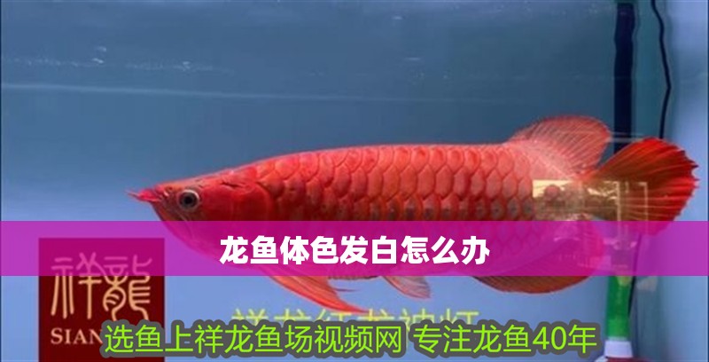 龍魚體色發(fā)白怎么辦