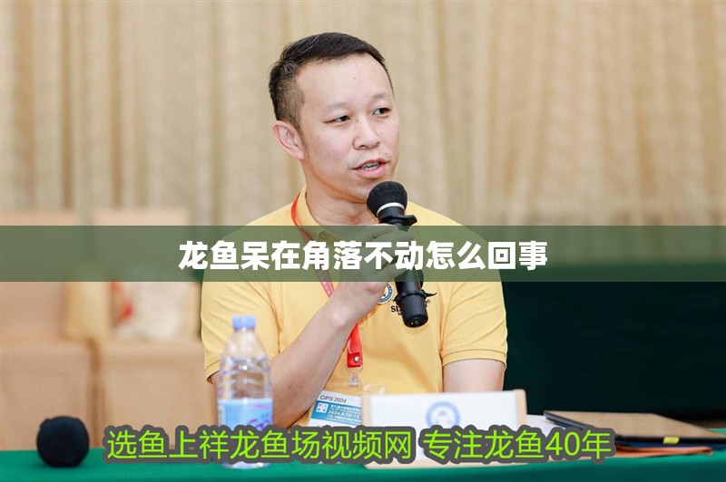 龍魚呆在角落不動怎么回事