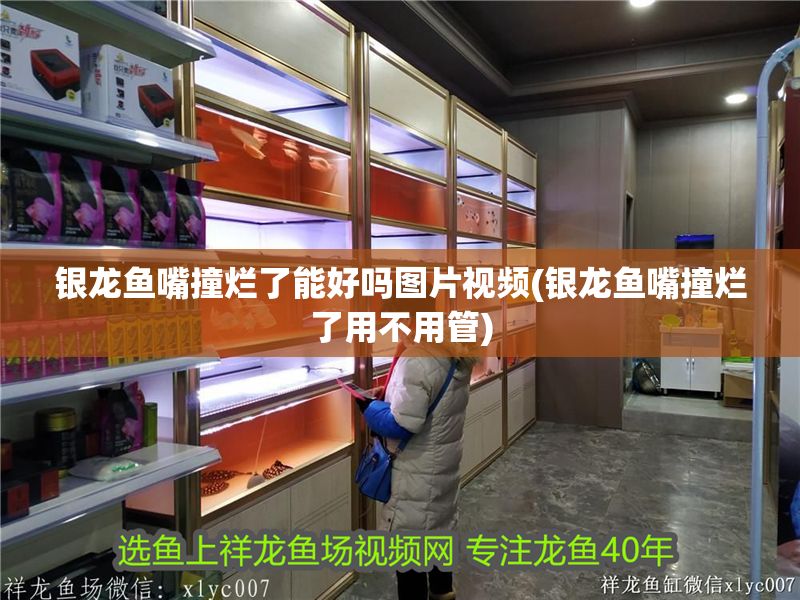 銀龍魚嘴撞爛了能好嗎圖片視頻(銀龍魚嘴撞爛了用不用管)