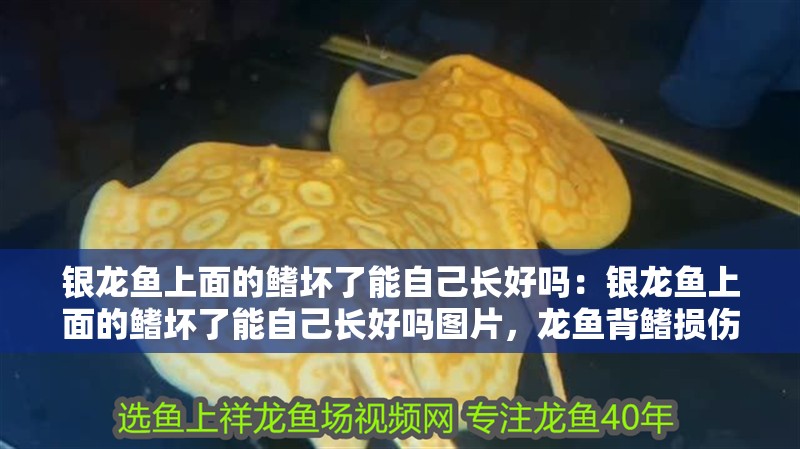 銀龍魚上面的鰭壞了能自己長好嗎：銀龍魚上面的鰭壞了能自己長好嗎圖片，龍魚背鰭損傷能否自愈？ 銀龍魚上面的鰭壞了能自己長好嗎：銀龍魚上面的鰭壞了能自己長好嗎圖片，龍魚背鰭損傷能否自愈？ 水族問答