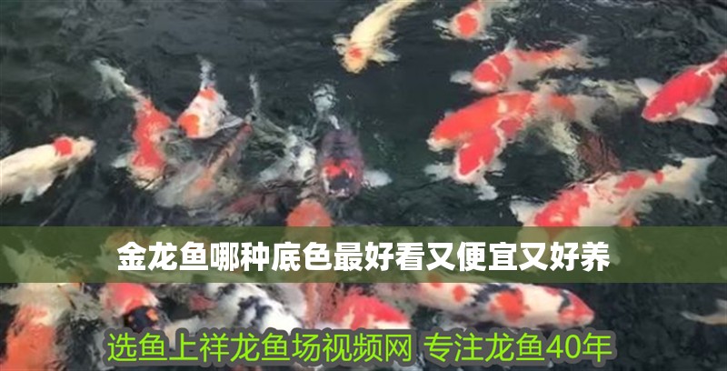金龍魚哪種底色最好看又便宜又好養