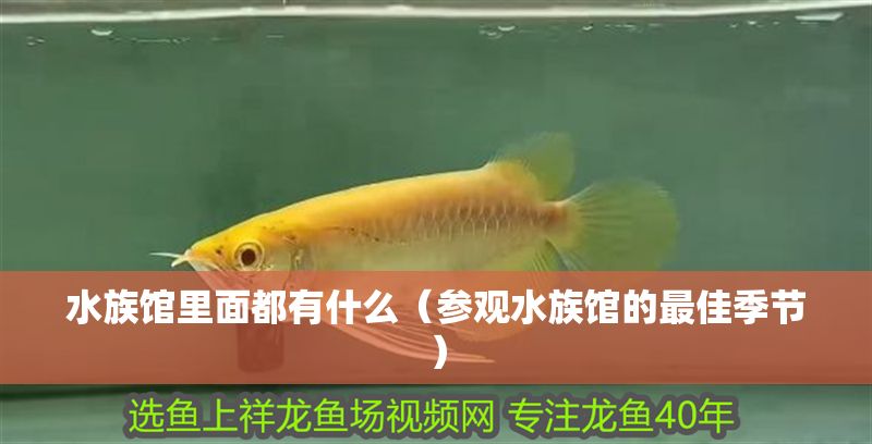 水族館里面都有什么（參觀水族館的最佳季節）
