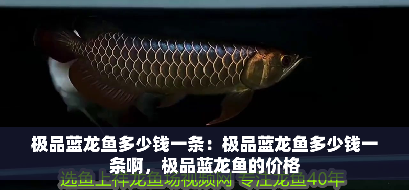 極品藍龍魚多少錢一條：極品藍龍魚多少錢一條啊，極品藍龍魚的價格