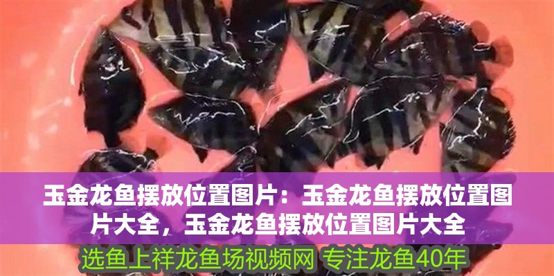 玉金龍魚擺放位置圖片：玉金龍魚擺放位置圖片大全，玉金龍魚擺放位置圖片大全