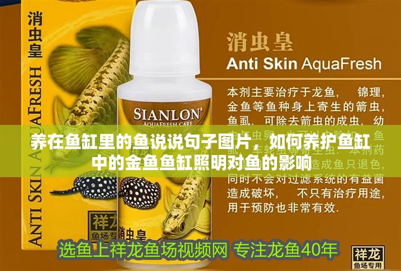 養在魚缸里的魚說說句子圖片，如何養護魚缸中的金魚魚缸照明對魚的影響