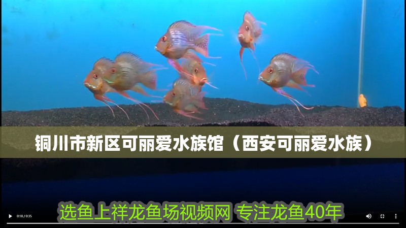 銅川市新區可麗愛水族館（西安可麗愛水族）