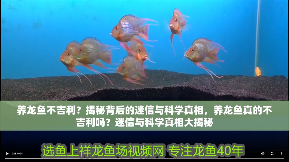 養(yǎng)龍魚不吉利？揭秘背后的迷信與科學(xué)真相，養(yǎng)龍魚真的不吉利嗎？迷信與科學(xué)真相大揭秘