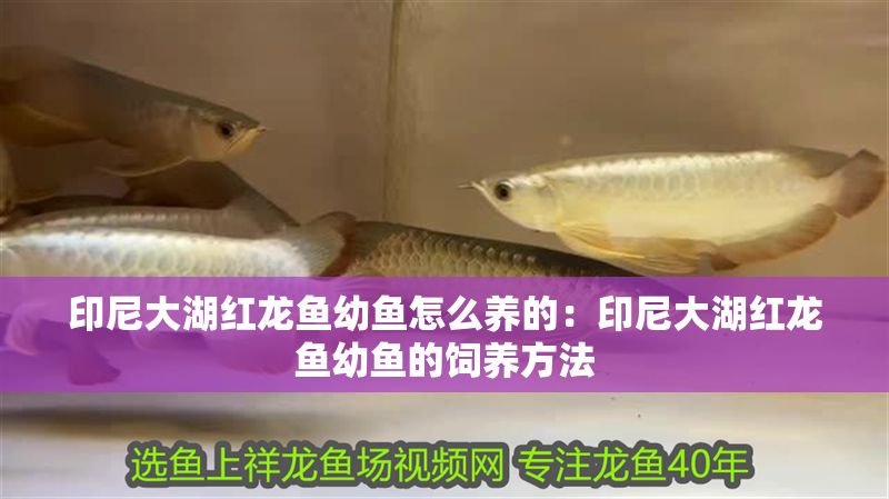 印尼大湖紅龍魚幼魚怎么養(yǎng)的：印尼大湖紅龍魚幼魚的飼養(yǎng)方法