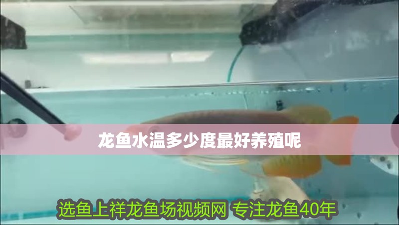 龍魚水溫多少度最好養(yǎng)殖呢