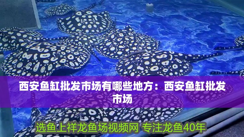 西安魚缸批發(fā)市場(chǎng)有哪些地方：西安魚缸批發(fā)市場(chǎng)