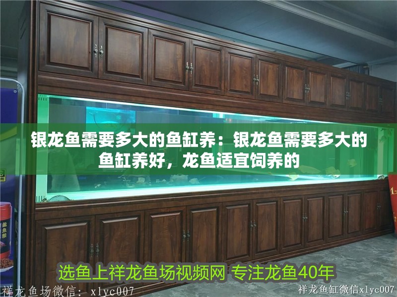 銀龍魚需要多大的魚缸養：銀龍魚需要多大的魚缸養好，龍魚適宜飼養的