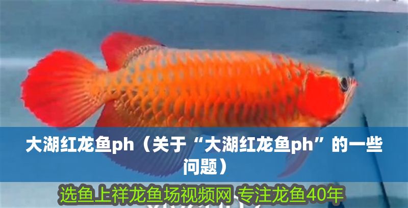 大湖紅龍魚ph（關于“大湖紅龍魚ph”的一些問題） 大湖紅龍魚ph（關于“大湖紅龍魚ph”的一些問題） 大湖紅龍魚百科 第1張