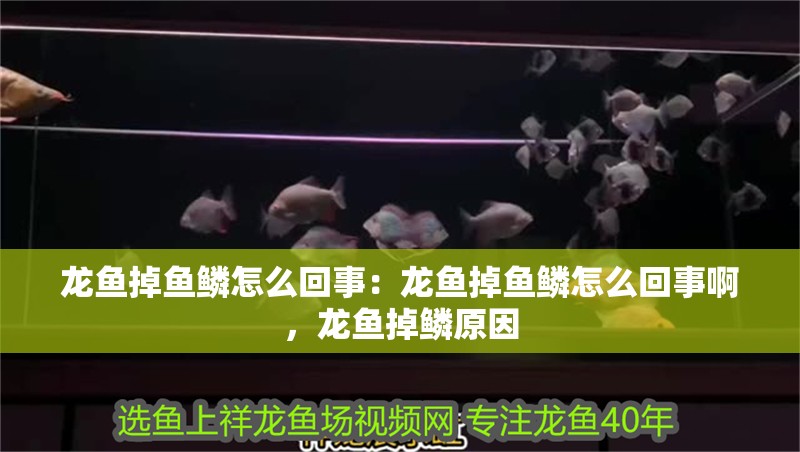 龍魚掉魚鱗怎么回事：龍魚掉魚鱗怎么回事啊，龍魚掉鱗原因