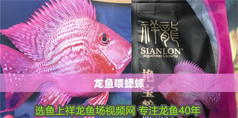 龍魚喂蟋蟀 龍魚喂蟋蟀 龍魚百科 第2張