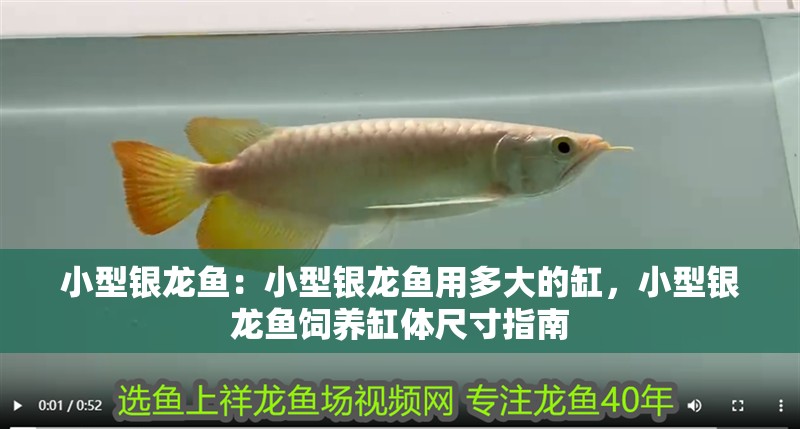小型銀龍魚：小型銀龍魚用多大的缸，小型銀龍魚飼養(yǎng)缸體尺寸指南