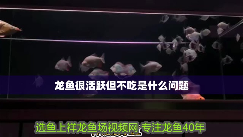 龍魚很活躍但不吃是什么問題 龍魚百科 第2張 龍魚很活躍但不吃是什么問題 龍魚很活躍但不吃是什么問題 龍魚百科 第2張