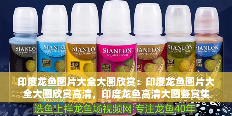 印度龍魚圖片大全大圖欣賞:印度龍魚圖片大全大圖欣賞高清,印度龍魚高清大圖鑒賞集 水族問答 印度龍魚圖片大全大圖欣賞:印度龍魚圖片大全大圖欣賞高清,印度龍魚高清大圖鑒賞集 印度龍魚圖片大全大圖欣賞:印度龍魚圖片大全大圖欣賞高清,印度龍魚高清大圖鑒賞集 水族問答