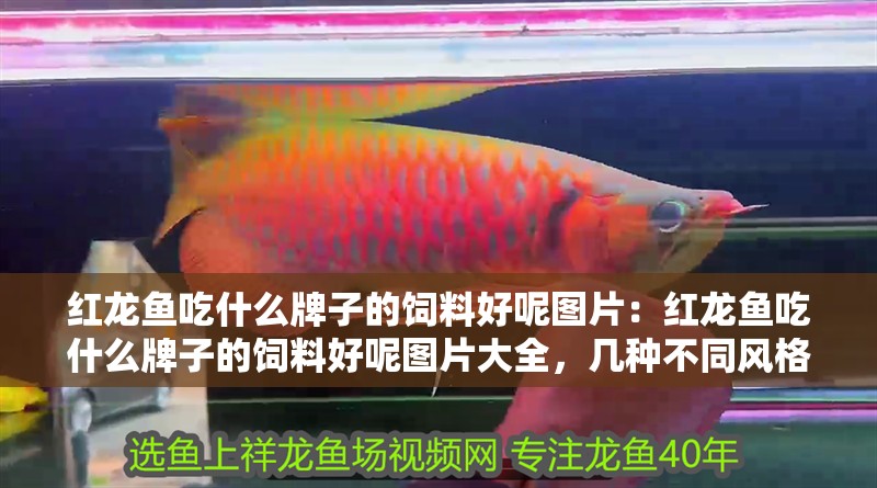 紅龍魚吃什么牌子的飼料好呢圖片：紅龍魚吃什么牌子的飼料好呢圖片大全，幾種不同風(fēng)格的標題供你參考，，探尋紅龍魚適配飼料品牌，高清圖片全解析，揭秘！紅龍魚優(yōu)質(zhì)飼料品牌推薦及圖片集錦，聚焦紅龍魚飼料，熱門品牌盤點與精彩圖片