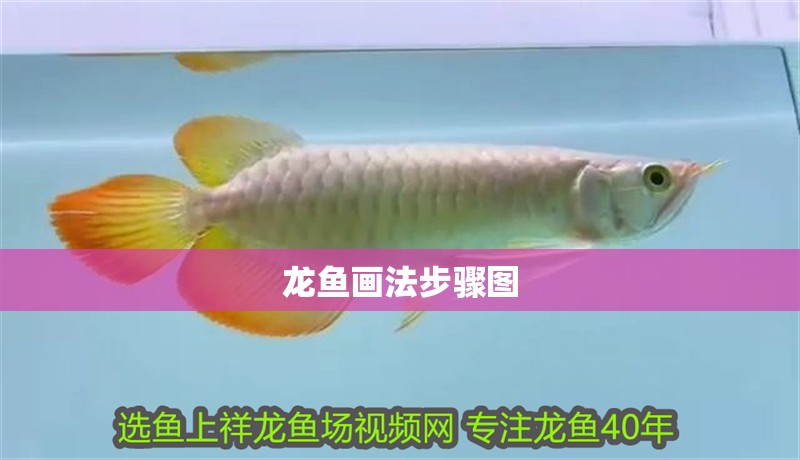 龍魚畫法步驟圖