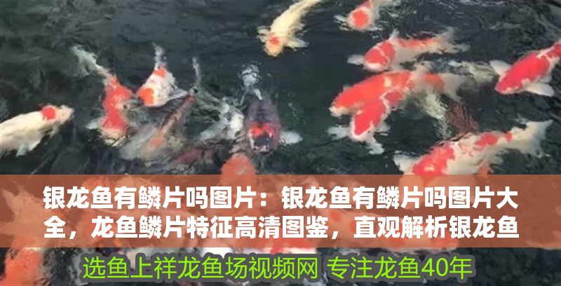 銀龍魚有鱗片嗎圖片：銀龍魚有鱗片嗎圖片大全，龍魚鱗片特征高清圖鑒，直觀解析銀龍魚是否有 銀龍魚有鱗片嗎圖片：銀龍魚有鱗片嗎圖片大全，龍魚鱗片特征高清圖鑒，直觀解析銀龍魚是否有 水族問答