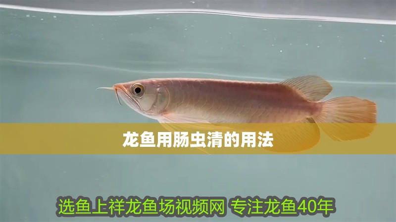 龍魚用腸蟲清的用法