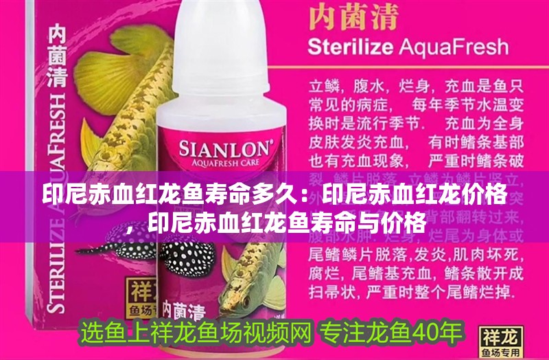 印尼赤血紅龍魚壽命多久：印尼赤血紅龍價格，印尼赤血紅龍魚壽命與價格