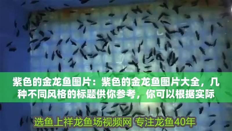 紫色的金龍魚圖片：紫色的金龍魚圖片大全，幾種不同風格的標題供你參考，你可以根據實際需求進行選擇，，文藝風，邂逅夢幻紫韻，金龍魚絕美圖片集錦，直白實用風，紫色金龍魚高清圖片大匯總，吸睛好奇風，驚爆！海量紫色金龍魚驚艷