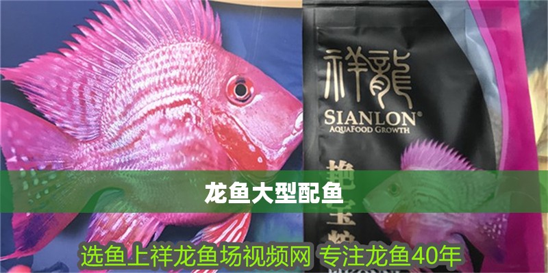 龍魚大型配魚