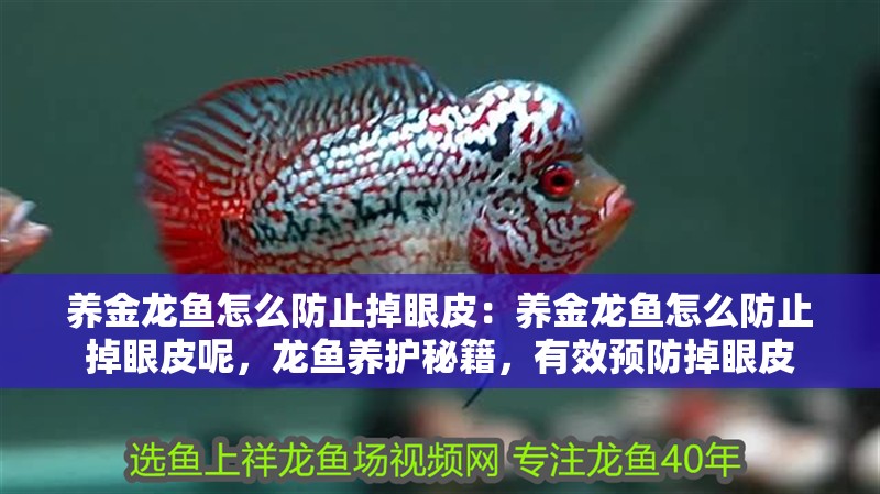養(yǎng)金龍魚(yú)怎么防止掉眼皮：養(yǎng)金龍魚(yú)怎么防止掉眼皮呢，龍魚(yú)養(yǎng)護(hù)秘籍，有效預(yù)防掉眼皮